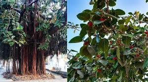 Banyan Leaves Health Benefits: सुबह खाली पेट बरगद के पत्ते खाने से ठीक हो जाती है यह बीमारी, जानें कितना मिलता है फायदा?