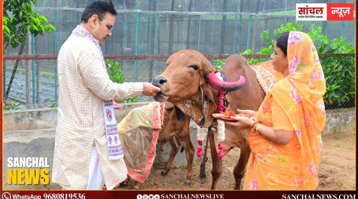 मुख्यमंत्री भजनलाल शर्मा ने गोपाष्टमी के अवसर पर मुख्यमंत्री निवास पर पत्नी के साथ गौ माता की पूजा-अर्चना की मुख्यमंत्री भजनलाल शर्मा ने गोपाष्टमी के अवसर पर मुख्यमंत्री निवास पर पत्नी के साथ गौ माता की पूजा-अर्चना की