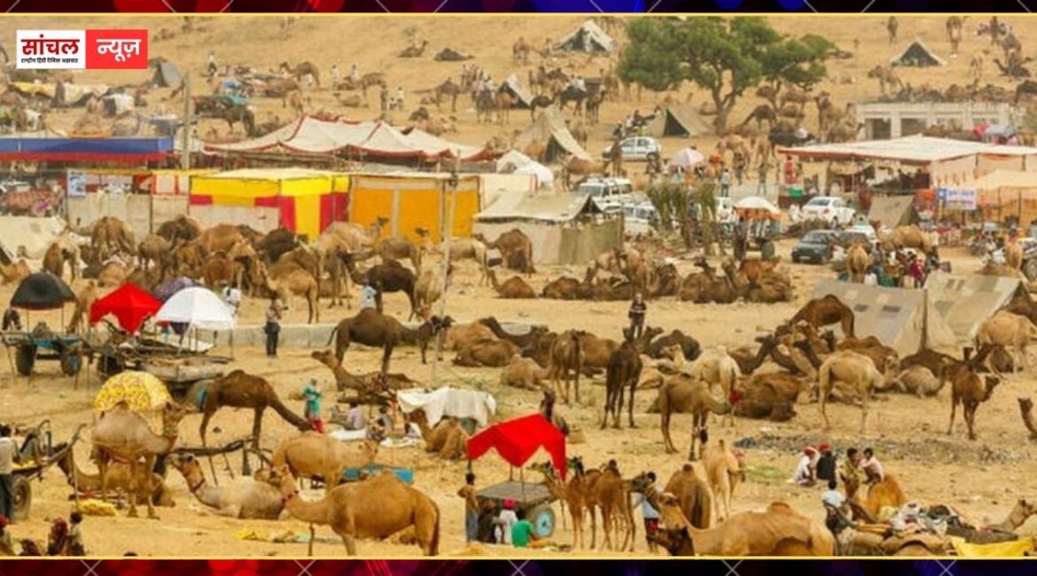 पुष्कर मेला 2025 का आगाज: रेत के धोरों में गुंजी ऊंट और घोड़ों की रुणझुण, पहली बार खत्म हुआ VIP कल्चर, सजे बाजार; उमड़े देशी-विदेशी सैलानी