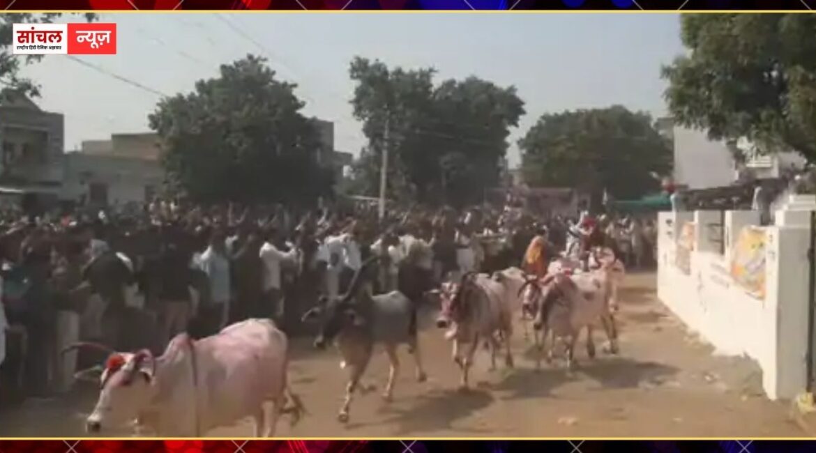 गोवर्धन पूजा पर हुई पारंपरिक प्रतियोगिता, वासा गांव में गाय दौड़, सफेद गाय विजेता गोवर्धन पूजा पर हुई पारंपरिक प्रतियोगिता, वासा गांव में गाय दौड़, सफेद गाय विजेता